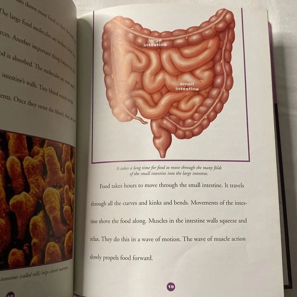 The Digestive System Human Body by Susan Gray‎ Core Learning Library Book Kids